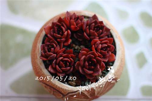 图解 黑王子多肉植物怎么养成的经历