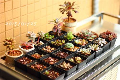 图解 黑王子多肉植物怎么养成的经历
