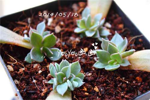 图解 黑王子多肉植物怎么养成的经历