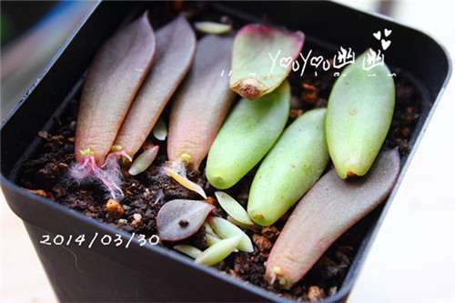 图解 黑王子多肉植物怎么养成的经历