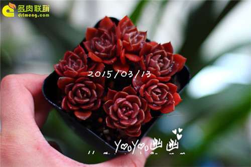 图解 黑王子多肉植物怎么养成的经历