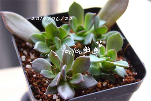图解 黑王子多肉植物怎么养成的经历