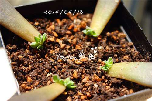 图解 黑王子多肉植物怎么养成的经历