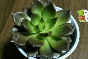 图解 黑王子多肉植物怎么养成的经历