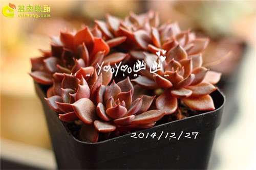 图解 黑王子多肉植物怎么养成的经历