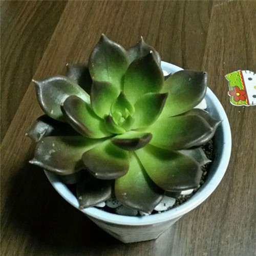 图解 黑王子多肉植物怎么养成的经历