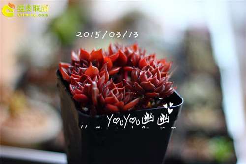 图解 黑王子多肉植物怎么养成的经历