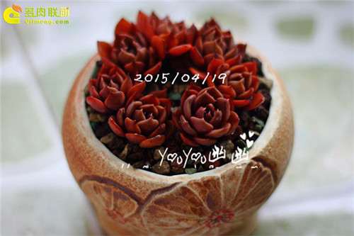 图解 黑王子多肉植物怎么养成的经历