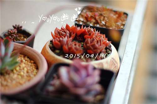 图解 黑王子多肉植物怎么养成的经历