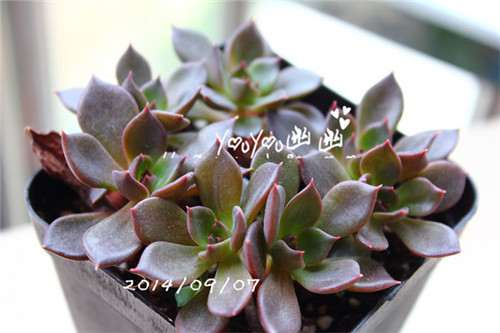 图解 黑王子多肉植物怎么养成的经历