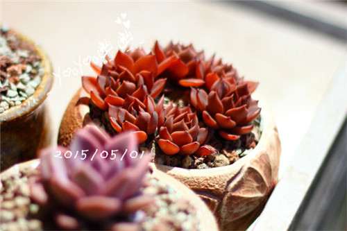 图解 黑王子多肉植物怎么养成的经历