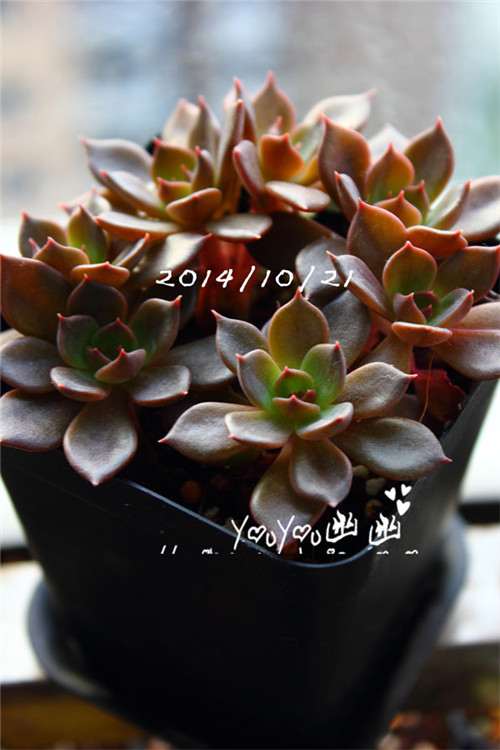 图解 黑王子多肉植物怎么养成的经历