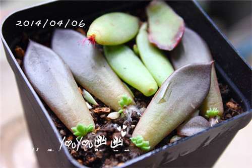图解 黑王子多肉植物怎么养成的经历