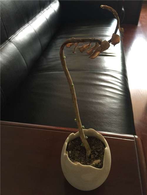 多肉植物顽强系列,白牡丹成妖-1 图解 白牡丹多肉怎么叶插的方法