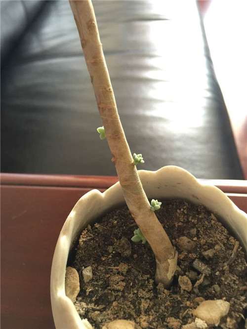 多肉植物顽强系列,白牡丹成妖-4 图解 白牡丹多肉怎么叶插的方法