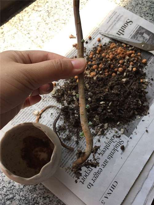 多肉植物顽强系列,白牡丹成妖-7 图解 白牡丹多肉怎么叶插的方法