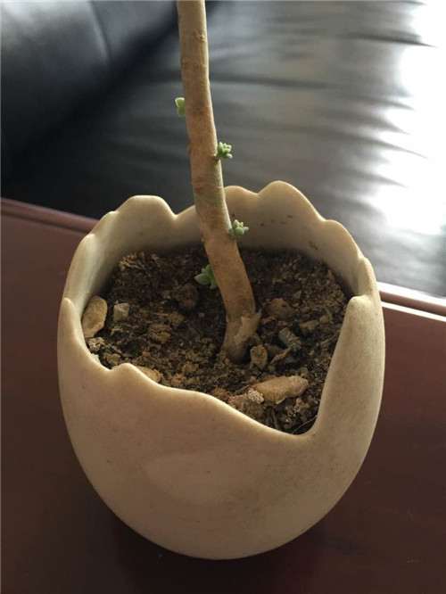 多肉植物顽强系列,白牡丹成妖-5 图解 白牡丹多肉怎么叶插的方法