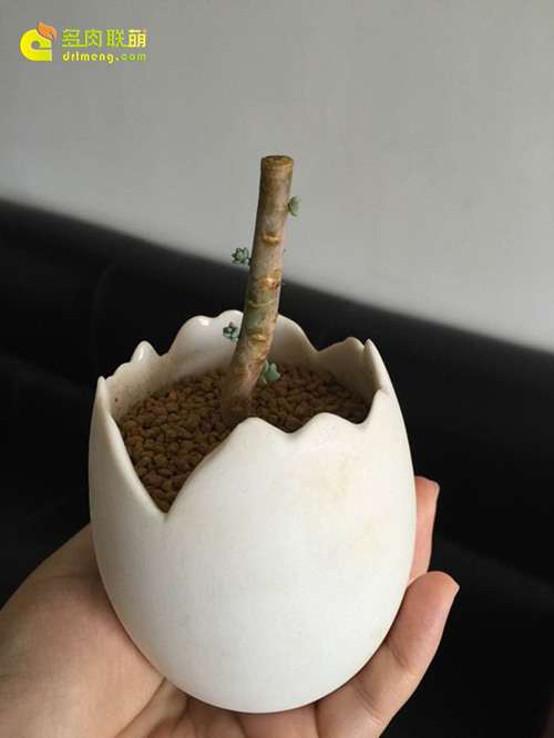 多肉植物顽强系列,白牡丹成妖-8 图解 白牡丹多肉怎么叶插的方法