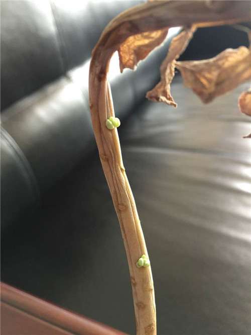 多肉植物顽强系列,白牡丹成妖-3 图解 白牡丹多肉怎么叶插的方法