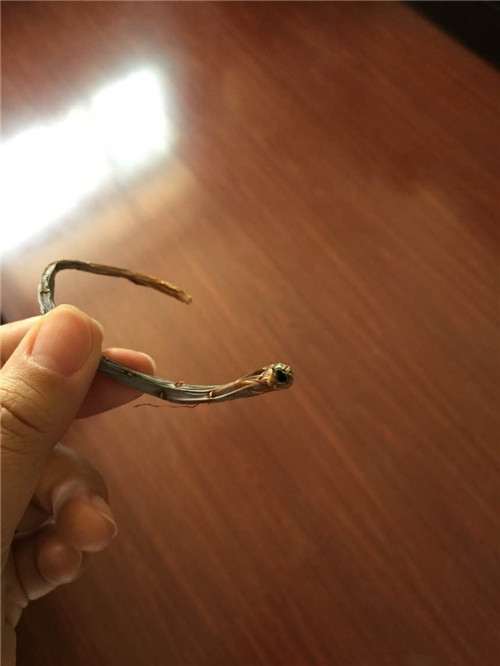 多肉植物顽强系列,白牡丹成妖-6 图解 白牡丹多肉怎么叶插的方法