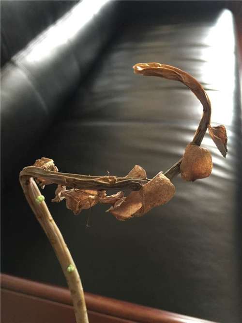 多肉植物顽强系列,白牡丹成妖-2 图解 白牡丹多肉怎么叶插的方法