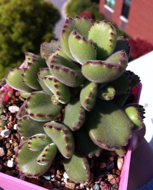 关于种植熊童子多肉怎么配土的方法 图片