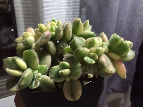 关于种植熊童子多肉怎么配土的方法 图片