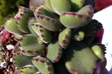 关于种植熊童子多肉怎么配土的方法 图片