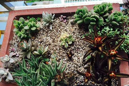 熊童子多肉怎么浇水的方法 图片