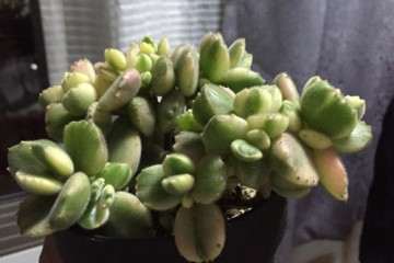 熊童子多肉怎么浇水的方法 图片