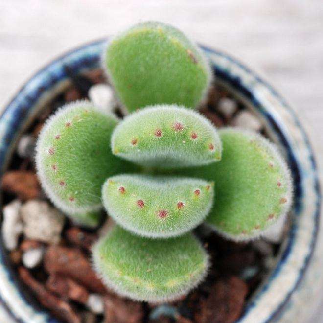 熊童子多肉为什么掉叶子 图片