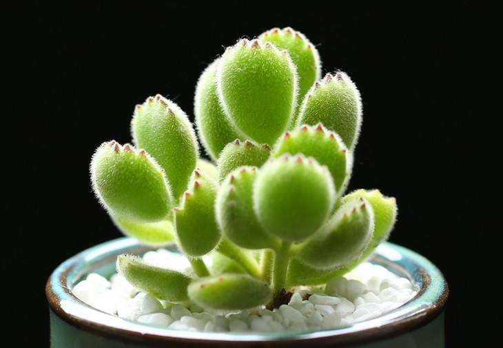 室外熊童子多肉有灰 怎么洗