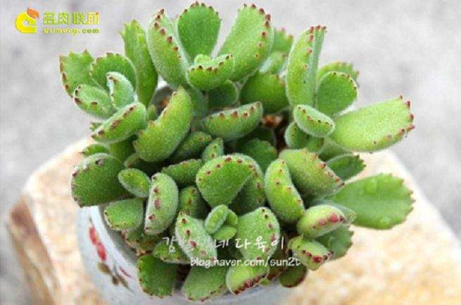 熊童子多肉怎么发根的步骤 图片