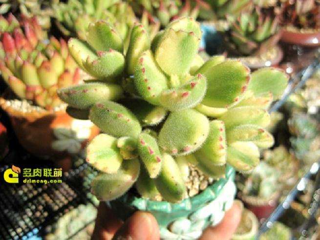 熊童子多肉怎么发根的步骤 图片