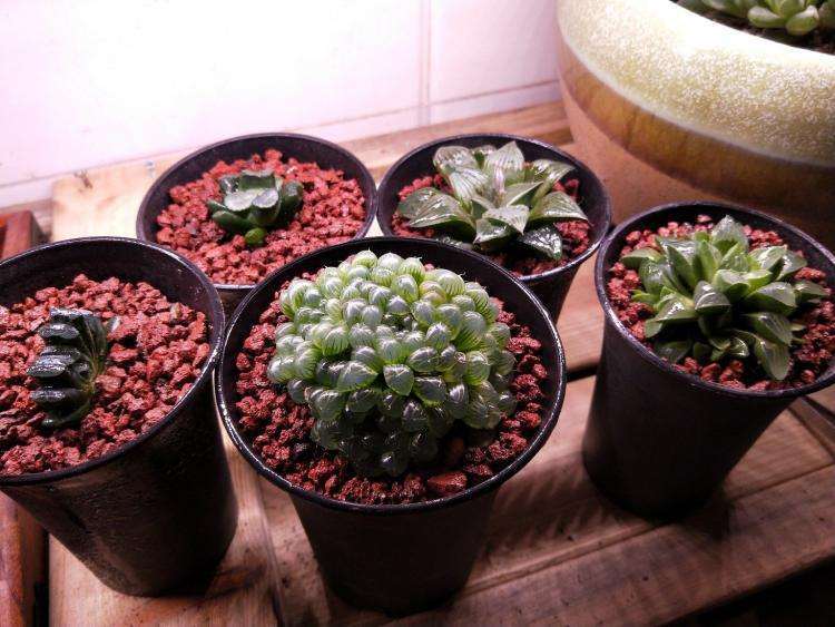 养十二卷多肉怎么浇水的5个步骤图片