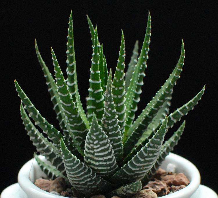 养十二卷多肉怎么浇水的5个步骤图片