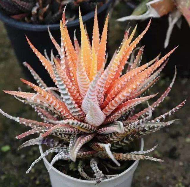 为什么高温是十二卷多肉在夏天的梦魇