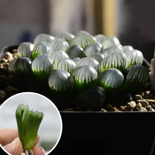 为什么高温是十二卷多肉在夏天的梦魇