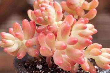 多肉植物的寿命有多长 谁知道 图片