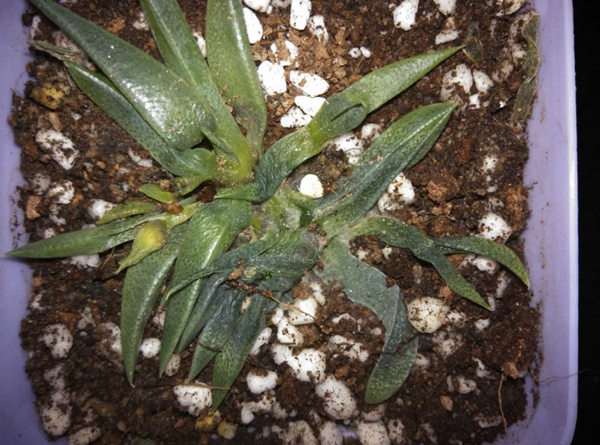 多肉植物的寿命有多长 谁知道 图片