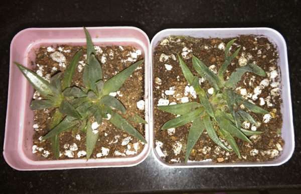 多肉植物的寿命有多长 谁知道 图片