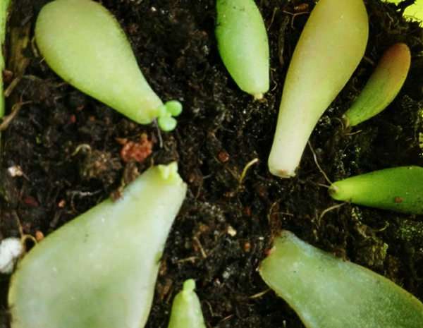 多肉植物的寿命有多长 谁知道 图片