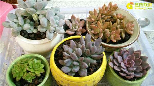 摆摊卖多肉植物 可以吗 城管管吗 图片