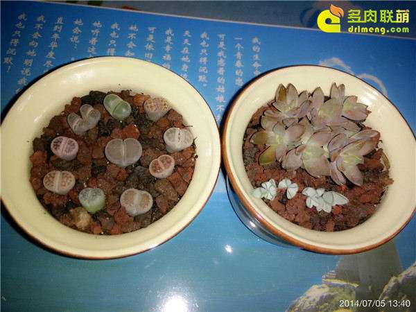 摆摊卖多肉植物 怎么样 城管管吗 图片