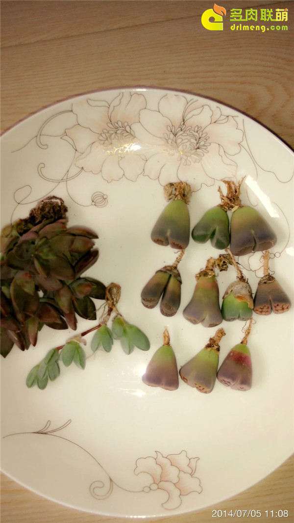 摆摊卖多肉植物 怎么样 城管管吗 图片