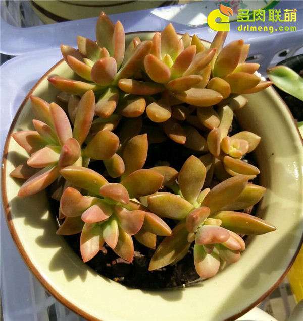 摆摊卖多肉植物 怎么样 城管管吗 图片