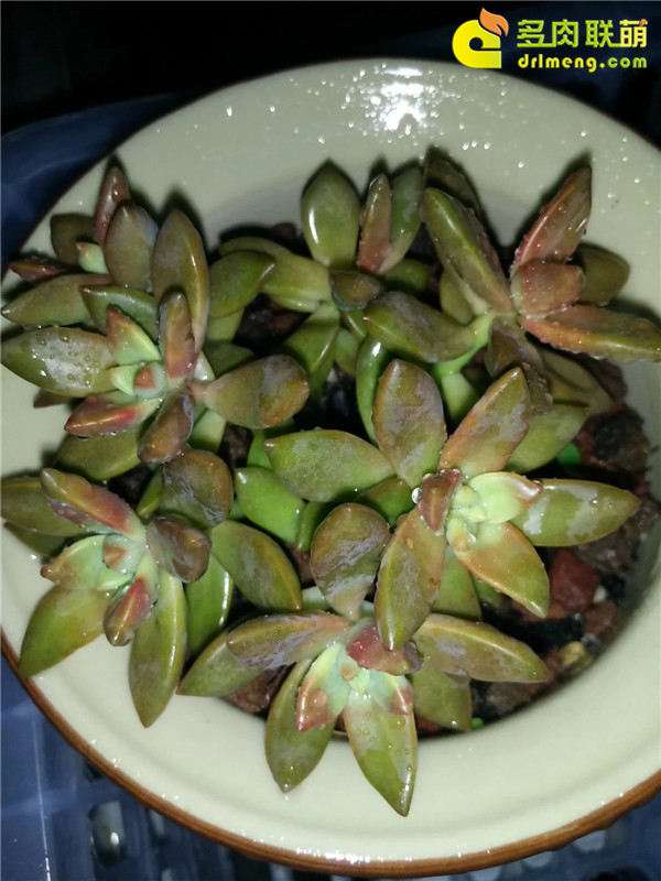 摆摊卖多肉植物 怎么样 城管管吗 图片