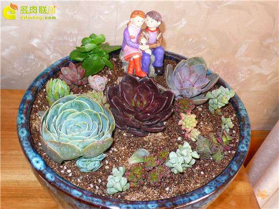 制作了一盆爱情主题的多肉拼盘 图片