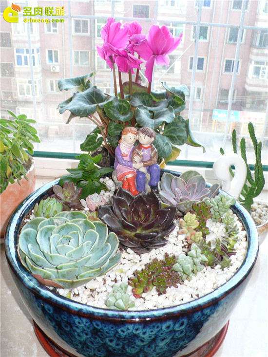 制作了一盆爱情主题的多肉拼盘 图片