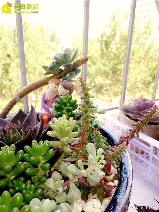 制作了一盆爱情主题的多肉拼盘 图片